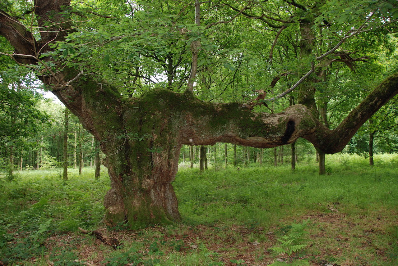 Boundary Disputes & High Hedges